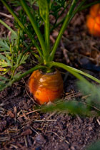 carrotgrowing140